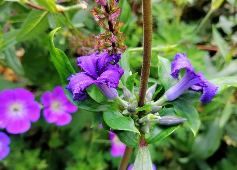  - 2020 mai iunie iulie