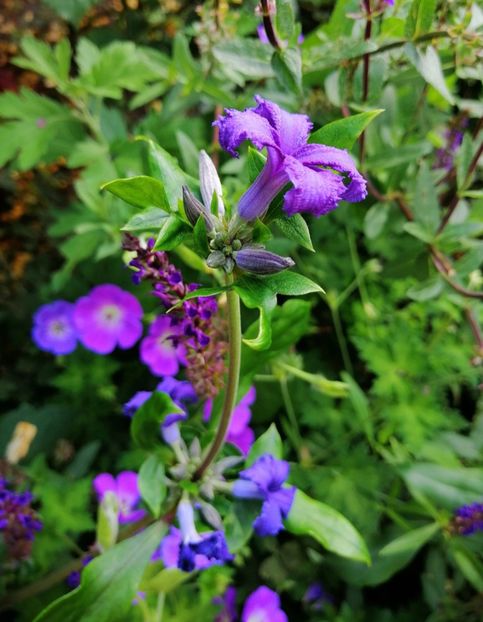  - 2020 mai iunie iulie