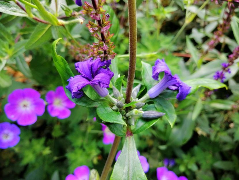  - 2020 mai iunie iulie