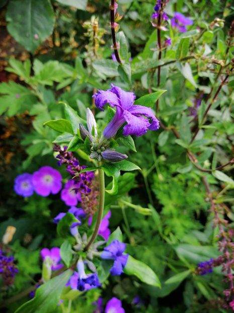  - 2020 mai iunie iulie