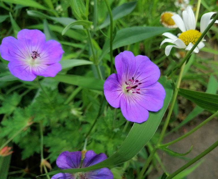  - 2020 mai iunie iulie