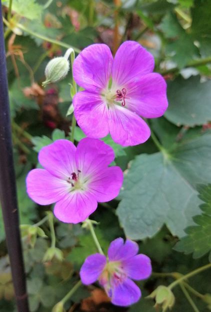  - 2020 mai iunie iulie