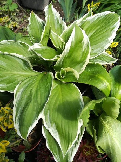 Undulata albomarginata - Hosta