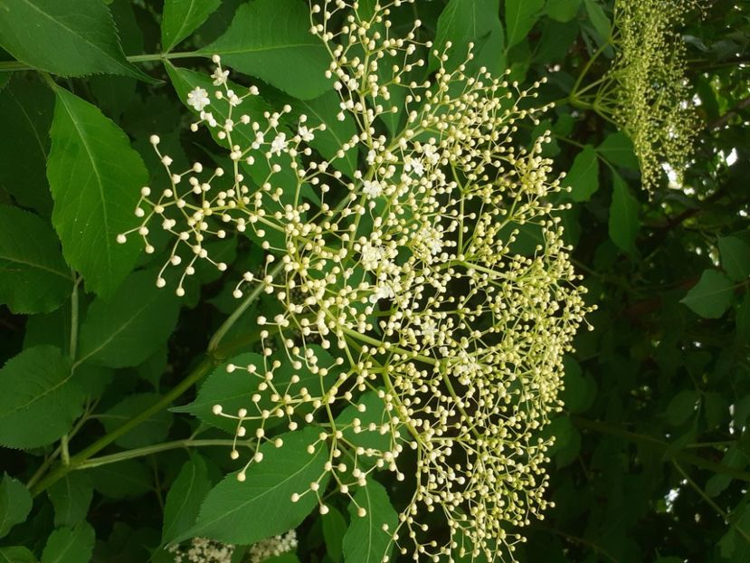 Soc - PLANTE COMESTIBILE