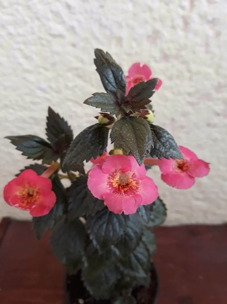  - R20 - MASHA GOTMANOVA