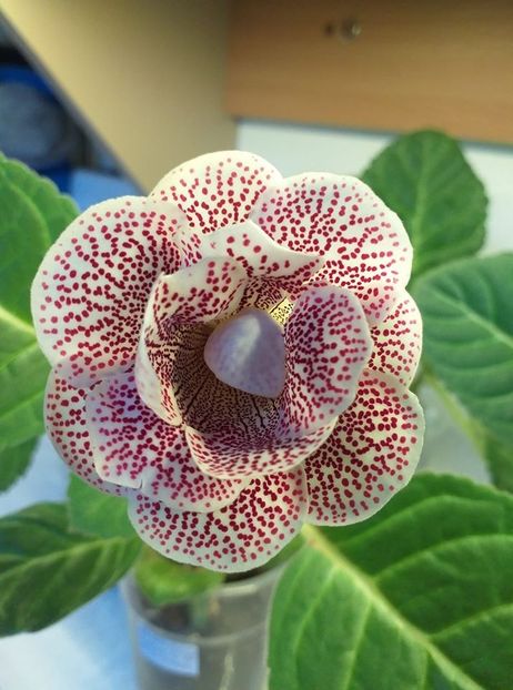 116388895_3140180779396636_644622610164227994_o - Gloxinia 2020