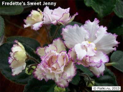 Fedette s Sweet Jenny - 2 Rezervate 2