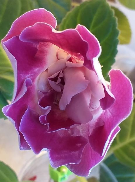 116742771_3140443939370320_8454075863919578912_o - Gloxinia 2020