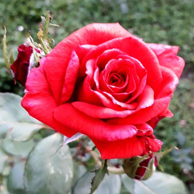  - TRANDAFIRI_2020_2024