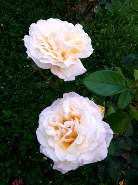  - TRANDAFIRI_2020_2024