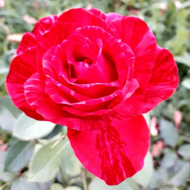  - TRANDAFIRI_2020_2024