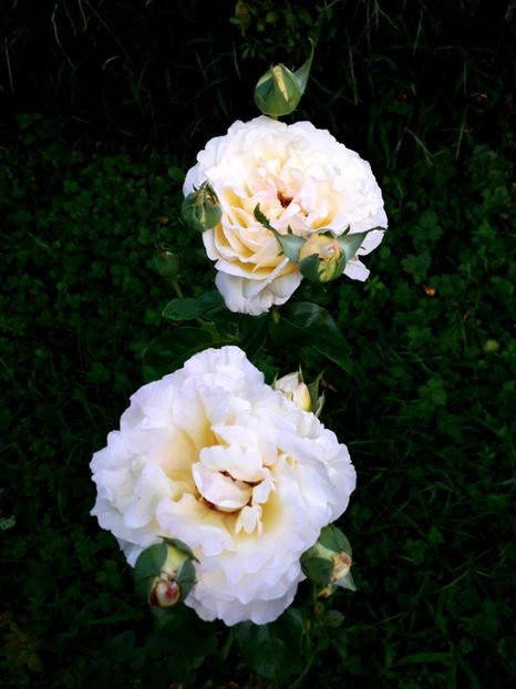  - TRANDAFIRI_2020_2024