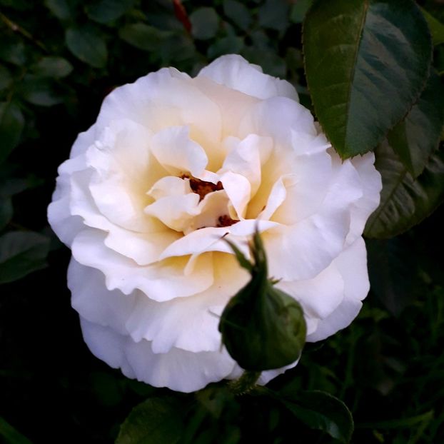  - TRANDAFIRI_2020_2024