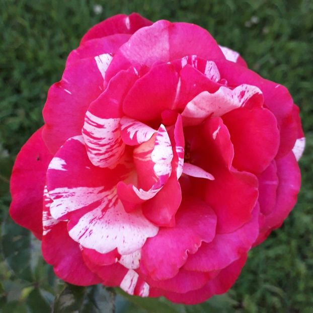  - TRANDAFIRI_2020_2024