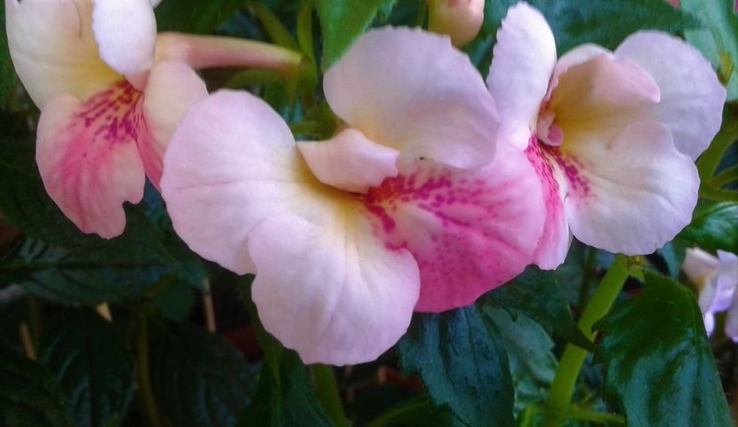  - 000018 ACHIMENES
