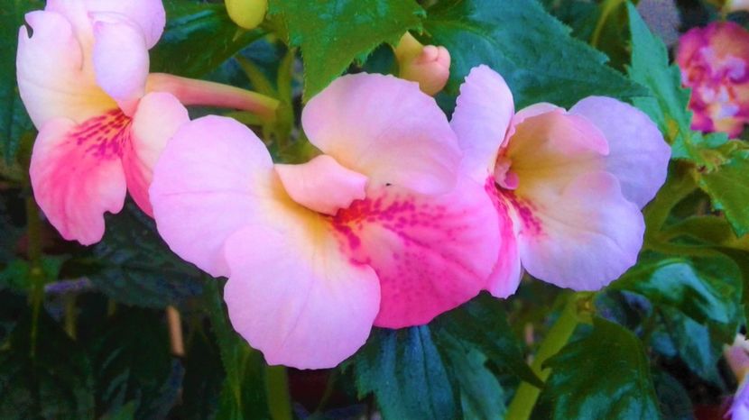  - 000018 ACHIMENES