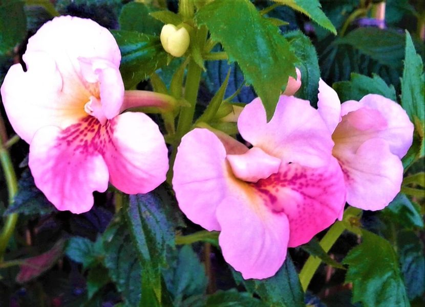  - 000018 ACHIMENES