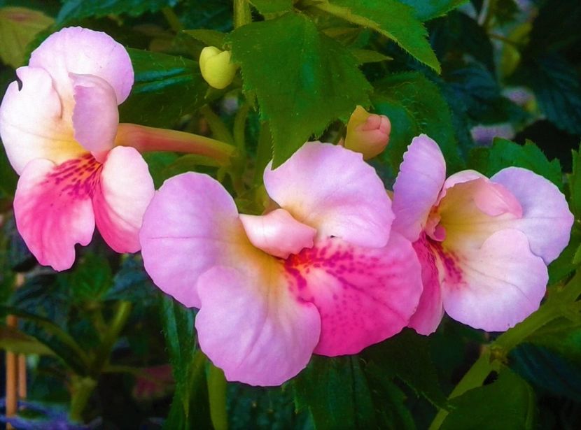  - 000018 ACHIMENES
