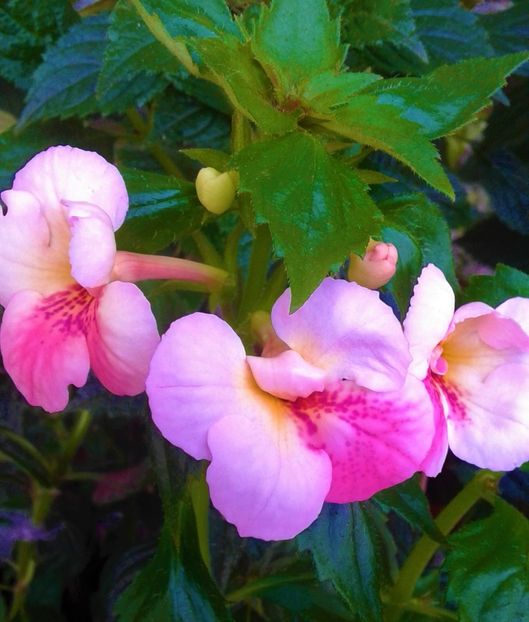  - 000018 ACHIMENES
