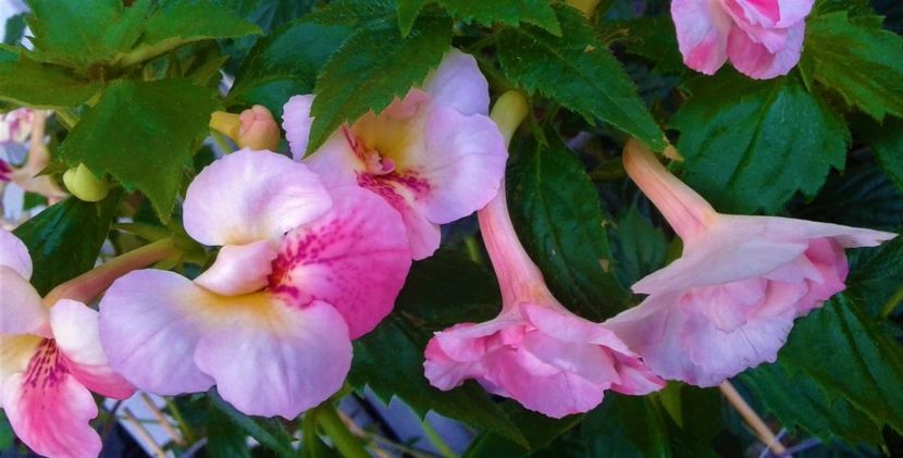  - 000018 ACHIMENES