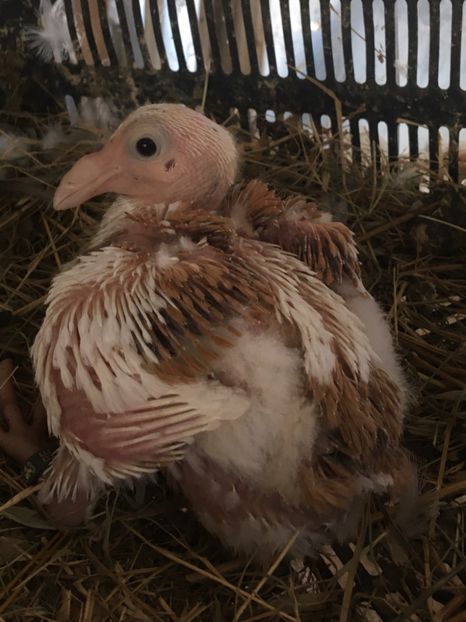 C882DDC7-467A-4F0E-9FEE-62AE7B6FADB3 - Pui AGH 2020