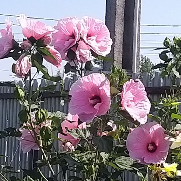  - Hibiscus mosqeutos