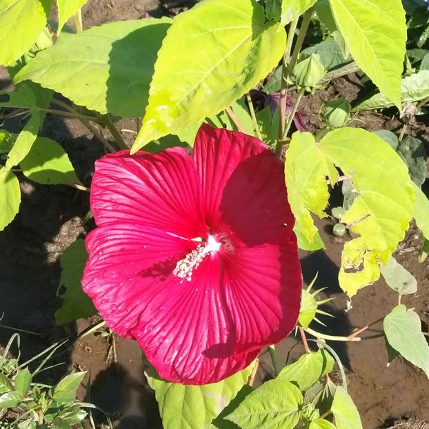  - Hibiscus mosqeutos