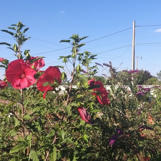  - Hibiscus mosqeutos