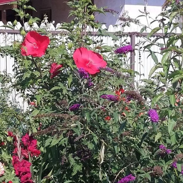  - Hibiscus mosqeutos