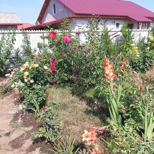  - Hibiscus mosqeutos