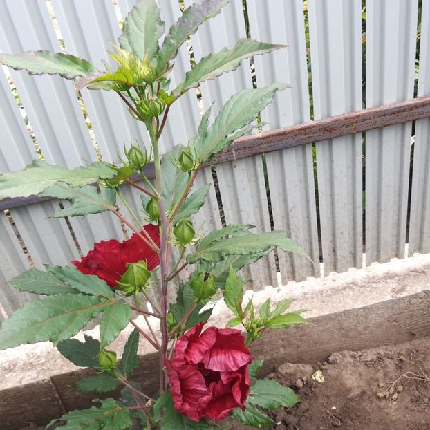  - Hibiscus mosqeutos