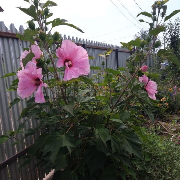  - Hibiscus mosqeutos