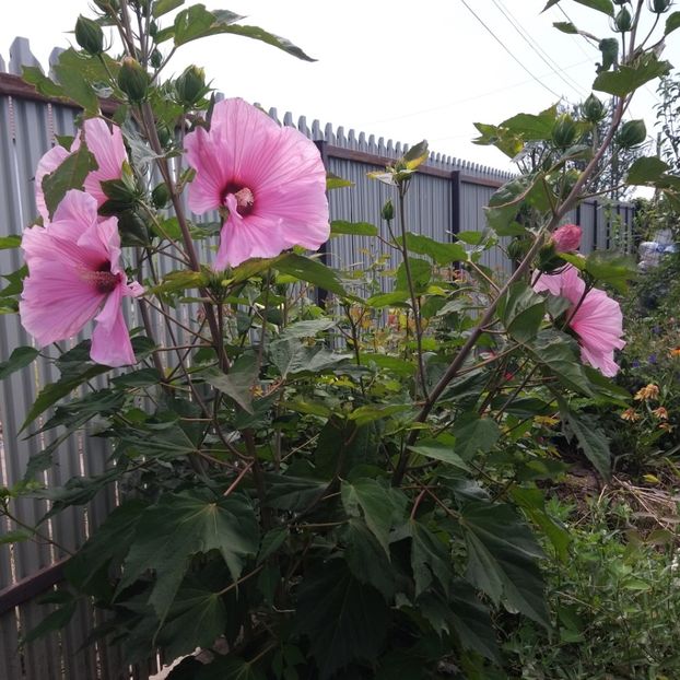  - Hibiscus mosqeutos