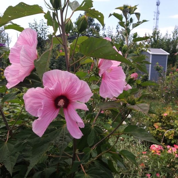  - Hibiscus mosqeutos