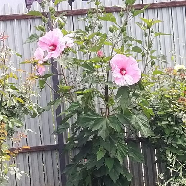  - Hibiscus mosqeutos