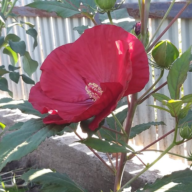  - Hibiscus mosqeutos