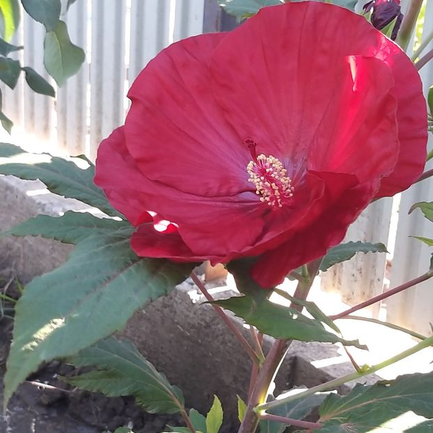  - Hibiscus mosqeutos