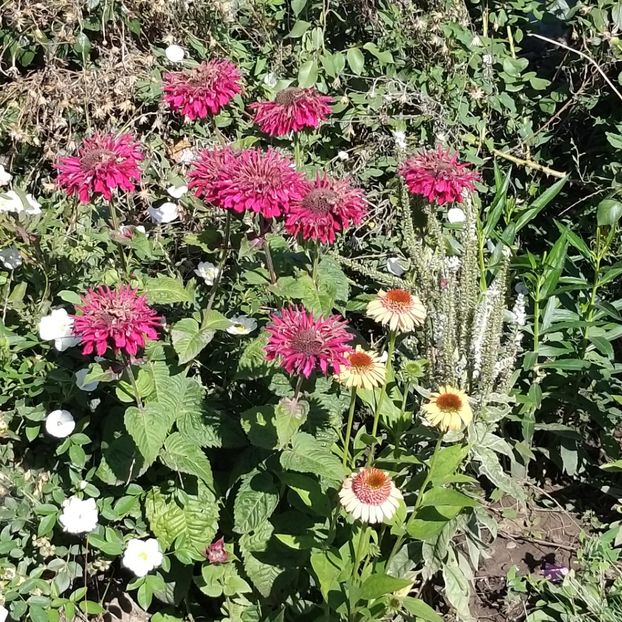  - Echinacea monarda si margarete