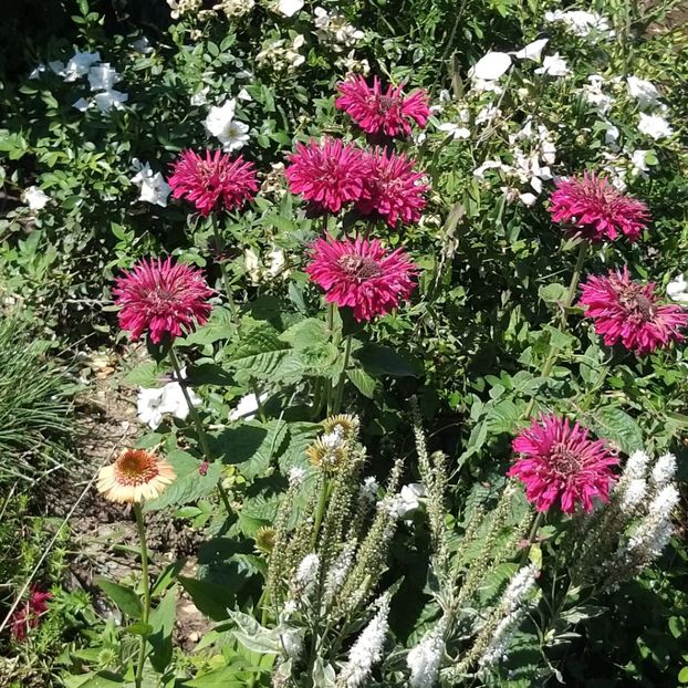  - Echinacea monarda si margarete