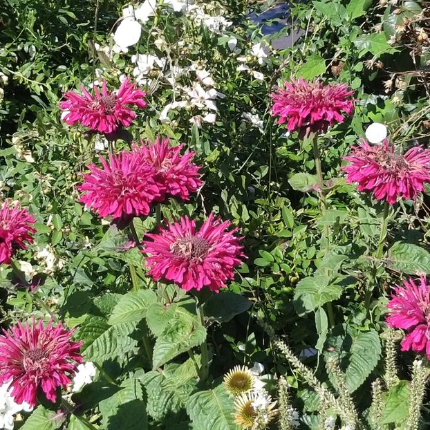  - Echinacea monarda si margarete