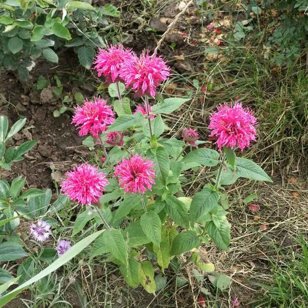  - Echinacea monarda si margarete