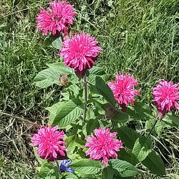  - Echinacea monarda si margarete