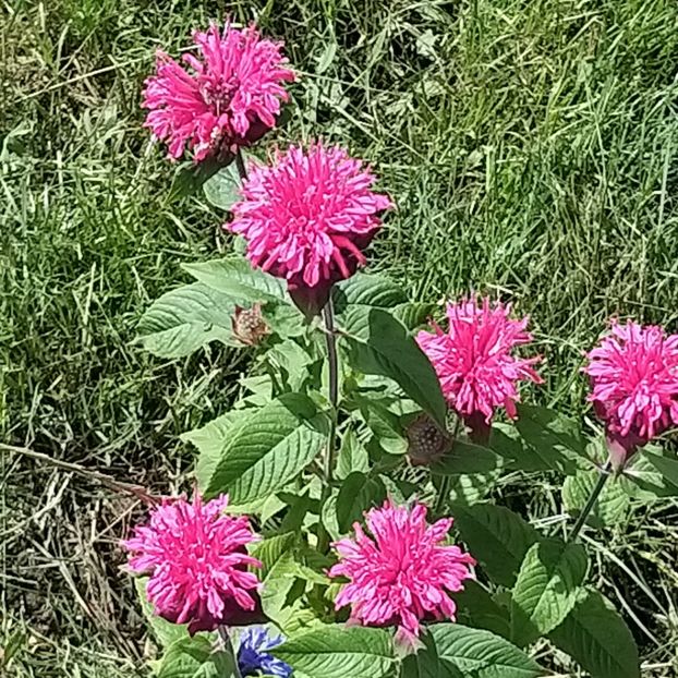  - Echinacea monarda si margarete