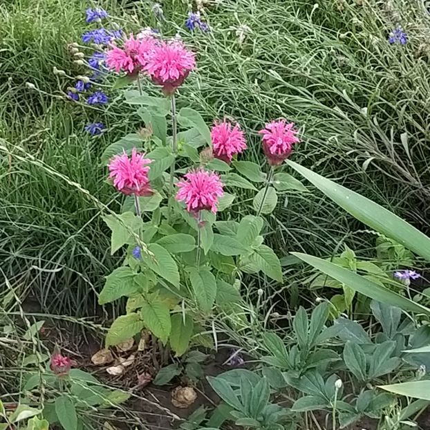  - Echinacea monarda si margarete