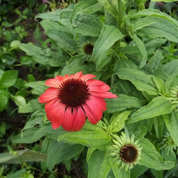  - Echinacea monarda si margarete