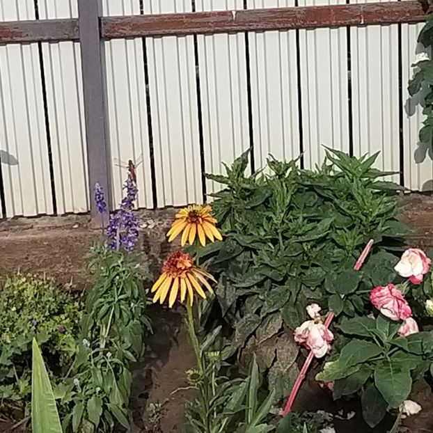  - Echinacea monarda si margarete