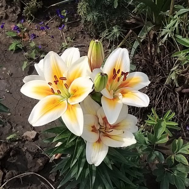  - Crini si hemerocallis