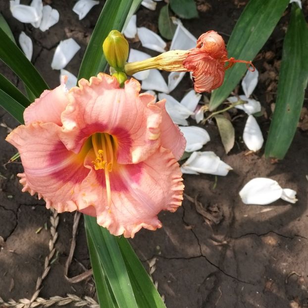  - Crini si hemerocallis