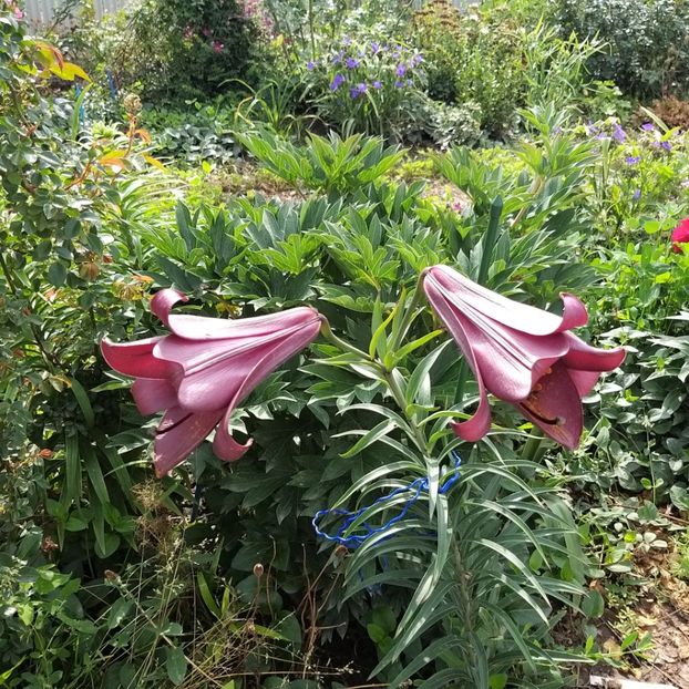  - Crini si hemerocallis