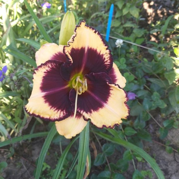  - Crini si hemerocallis